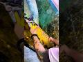 Arapaima ate a 😳 Arowana fish. #short #shorts #viral #monsterfish #viral #fish #fishing