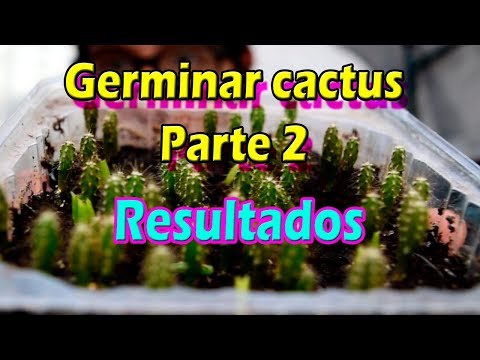 Video: Propagación De Semillas De Cactus. Parte 2