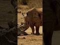 🦏 RHINO vs CROCODILE: Final Battle in the Dust 🐊😱😲 #naturedocumentary