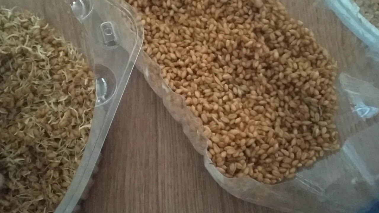 бидай өндіру