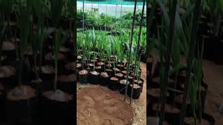 coconut tree saplings 🍀🍀