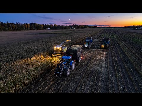 MAIZE SILAGE 2021