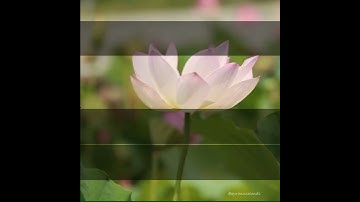 Surat Al Shams /سورة الشمس