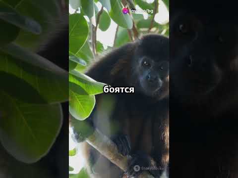 ТОП-3 самых странных обезьян планеты!#факты #животные #природа #знания #загадочныесущества