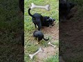Diggin' Up Bones🐕 🦴 #farmlife #dog #digging #bones #homestead