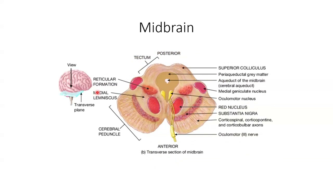 Brain and Cranial Nerves - Part 3