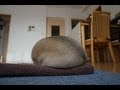 寝坊のパグを起こしてみた! Sleeping in late Pug
