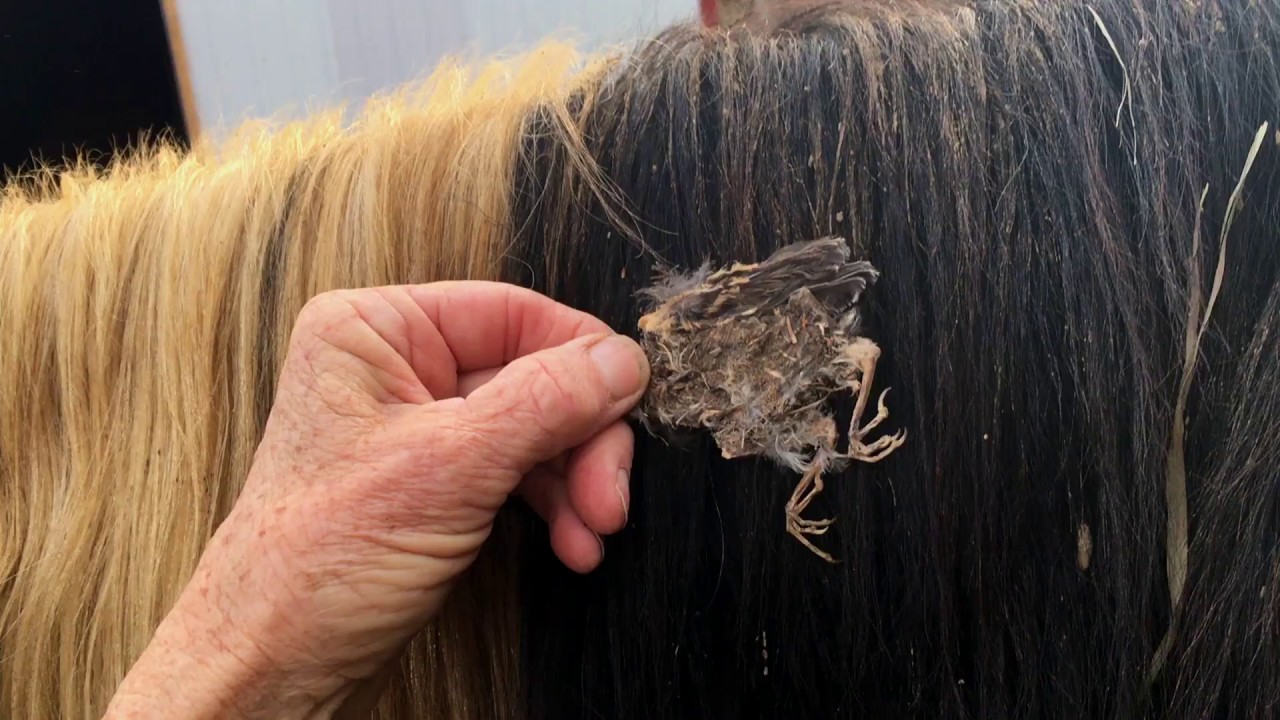 Bird In Hair YouTube