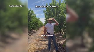 'They tricked me': Reedley farmer gives away nectarines, says ag company's patent not valid