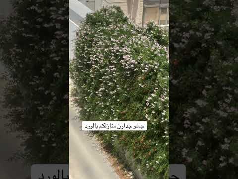 مين بعرف اسم هاي النبتة ورد جدار نبات