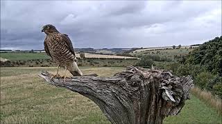 Oops Even Precision Pilot Sparrowhawks Can Miss The Target Discover Wildlife Robert E Fuller