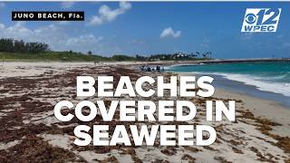 Sargassum seaweed blankets South Florida beaches