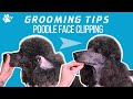 How to clip a standard poodle's face | Grooming Tips - TRANSGROOM