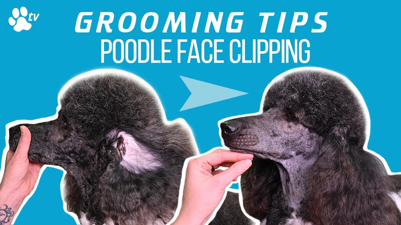 best shaver for poodles