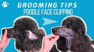 How to clip a standard poodle's face | Grooming Tips  TRANSGROOM