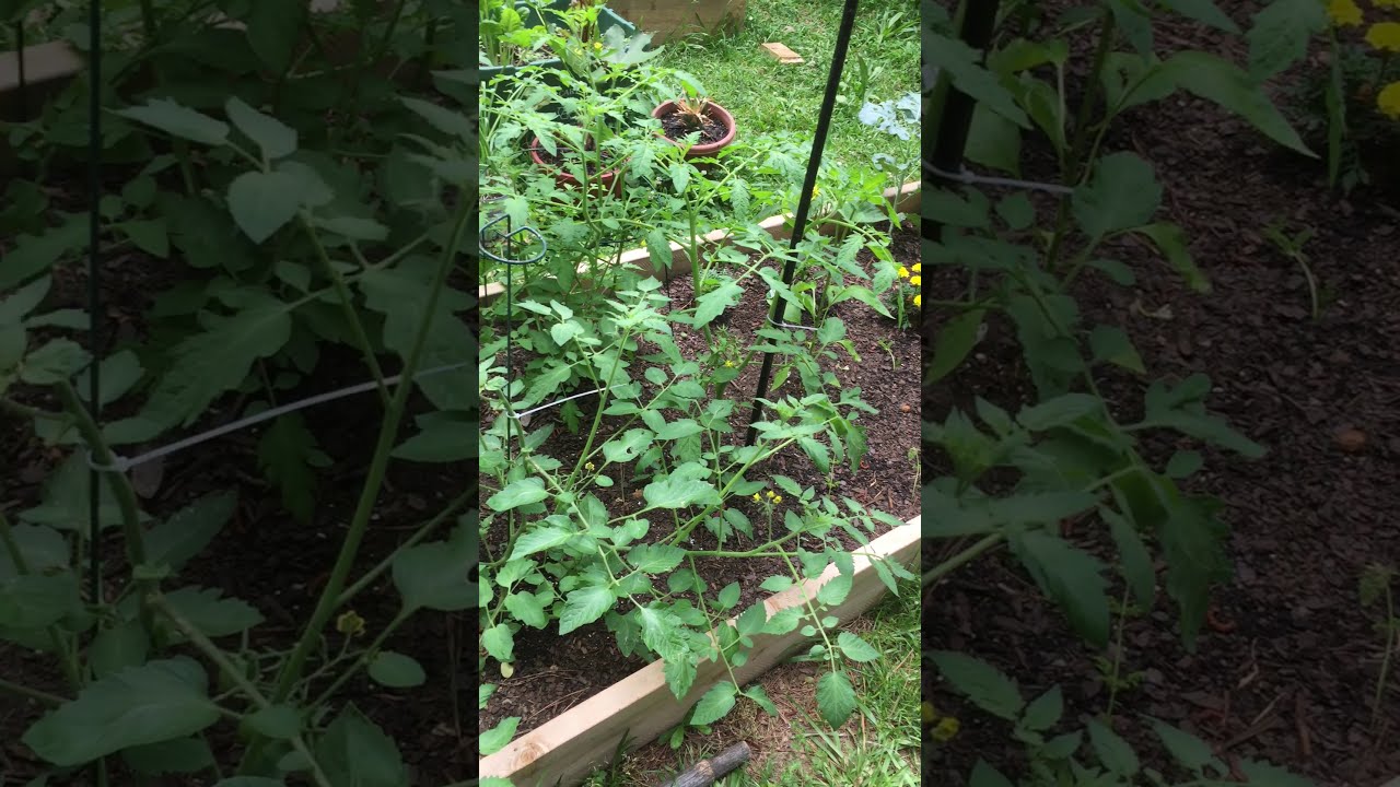 Zone 7b Organic Garden What to do about the Broccoli 🥦 Worm 🐛 YouTube