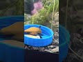 Tried a new shrimp food from a LFS and the shrimp swarmed the dinner plate 🦐🍽️ #neocaridinashrimp