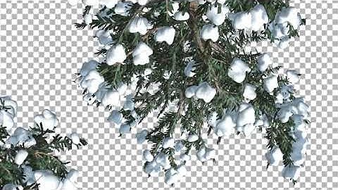 Snow on White Fir Thin Trees Top Down Coniferous | Motion Graphics - Envato elements