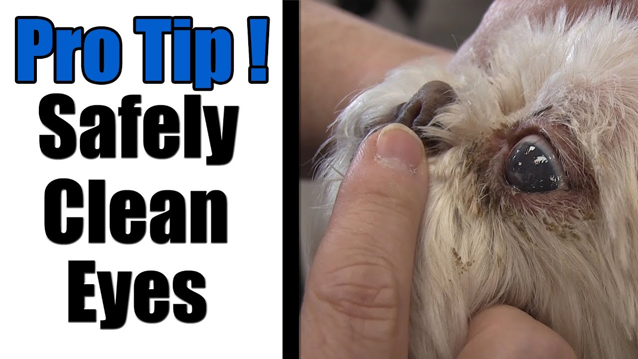 How to Clean Shih Tzu Eyes?