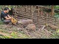 Take care wild boars, make pigeon coop, Survival Instinct, Wilderness Alone (ep142)