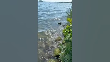 تلاوة هادئة و مريحة لمحمد يامن، من سورة لقمان🤍💐🩷