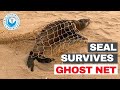 Seal Survives GHOST NET
