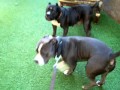 Devore Dominant pitbull pup meets 2 female bullies