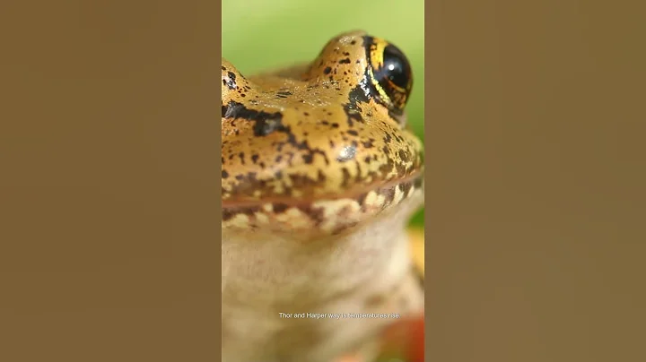 Nature's Superheroes Frozen Frogs and Sonic Shrimp #facts #amazinglifefacts