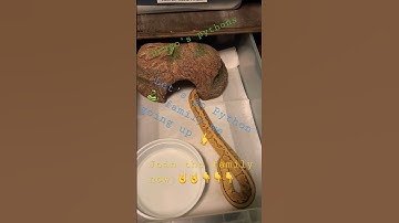 Amazing 🤩 ball Python 🐍 #livefeeding #subscribe #python #ballpython #breeding  #reptile #drago