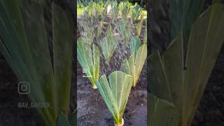 Деление и пересадка ирисов.#garden #ирис #ирисы #iris #irises #gardening #flowers #сад #plants