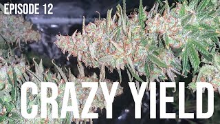 Final Yield For 1 Plant Under 150 Watts - Mars Hydro Led Grow