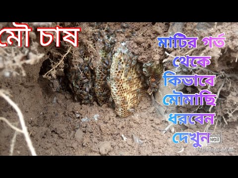 ভিডিও: মৌমাছির ঝাঁকুনি কীভাবে ধরবেন