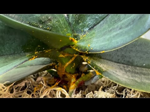 Орхидея «Мини Марк» в "золотых специях" 🔥 Водохлёб «Сапфир»💦