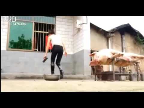 Chọc Tiết Lợn (China)