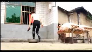 Chọc Tiết Lợn (China)