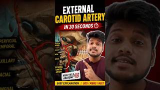 Revise External Carotid Artery #shorts #anatomy#mbbs#bds