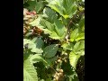 10 Ft Tall Blackberry Bush Starting to Ripen