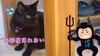 猫部屋に帰りたいのに意地悪されて困り顔の黒猫ナナ