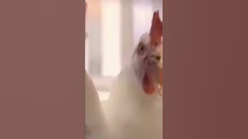 CS2 Chicken In Nutshell #cs2 #funny #viral