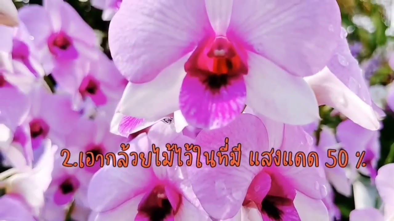 การดูแลกล้วยไม้ในแต่วันให้สุขภาพดีของ แอร์ออร์คิด บางเลน นครปฐม#เที่ยว#ชวนเที่ยว