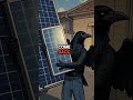 Solar Installer Turns Into a Crow and Steals His Own Job Site 🐦