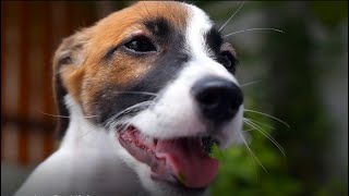Leeway Ace Pet & Animal