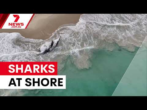Dead whale draws great whites to City Beach | 7NEWS
