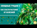 Овощные грядки 3. Как спасти растения от болезней. 6 соток 29.06.2020