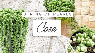 String Of Pearls Care Tips 🌱 TRICKS For Faster And Fuller Growth | Senecio Rowleyanus Care Guide