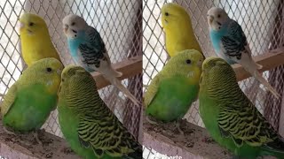 Adorable Budgies Sounds | Cute Love Birds | Breeding Pair🐦🦜😘
