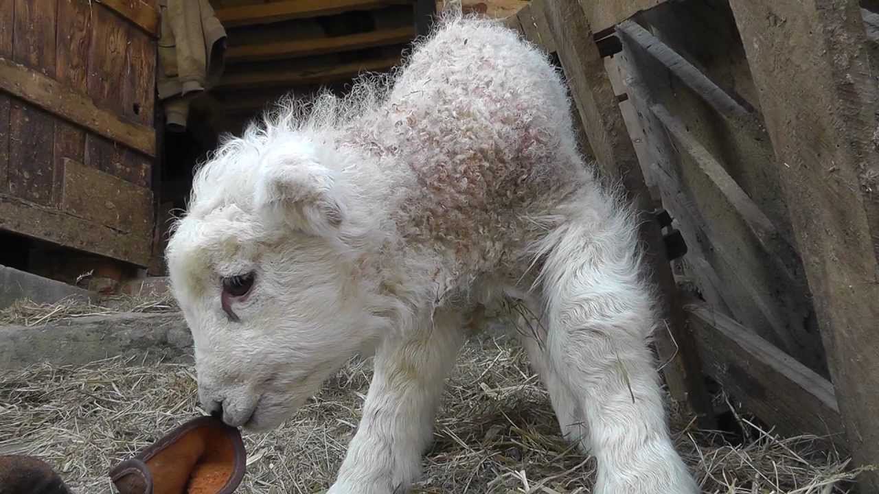 Cutest Newborn Baby Lamb Windout Farm Devon Youtube Cutest Newborn Baby Lamb Windout Farm Devon Youtube
