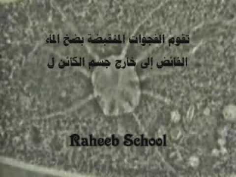 وظيفة الفجوة المنقبضة في البراميسيوم