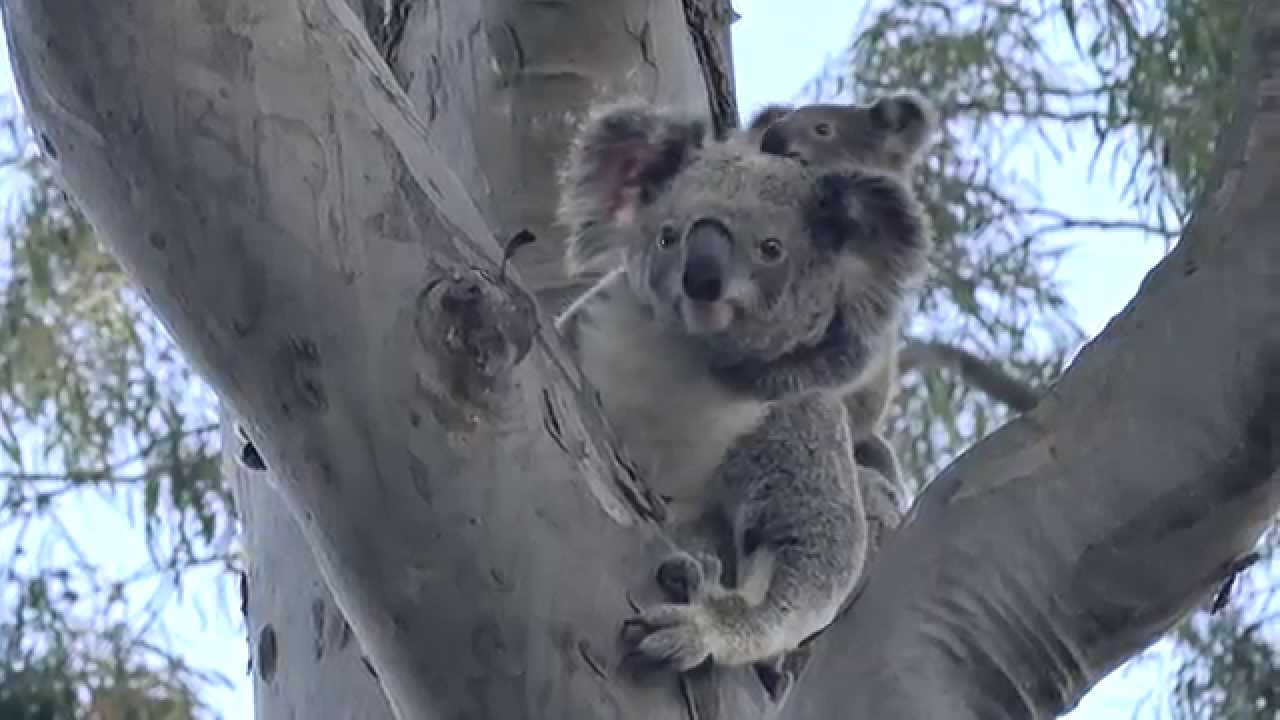World Famous Koalas released back into the wild YouTube