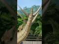 サゴマイザーに注意せよ！ / Watch Out for the Thagomizer! #jurassicworldevolution #恐竜